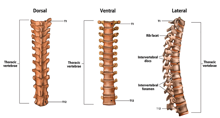 Realignment of the thoracic vertebrae